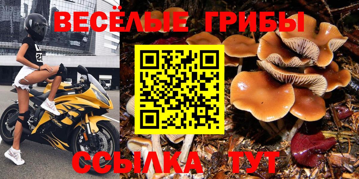 Галлюциногенные грибы прущие грибы Старая Русса